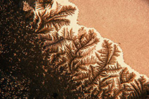 branches
