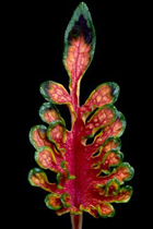 Coleus Curly Magenta Leaf