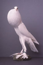 Pigeon